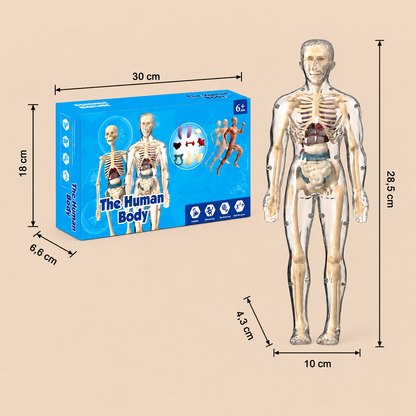 MINT-Lernset zur menschlichen Anatomie mit selbst zusammenbaubarem Organmodell