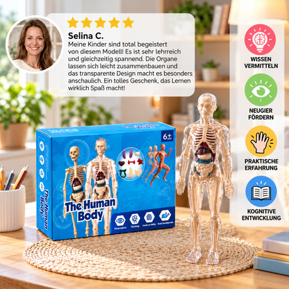 MINT-Lernset zur menschlichen Anatomie mit selbst zusammenbaubarem Organmodell